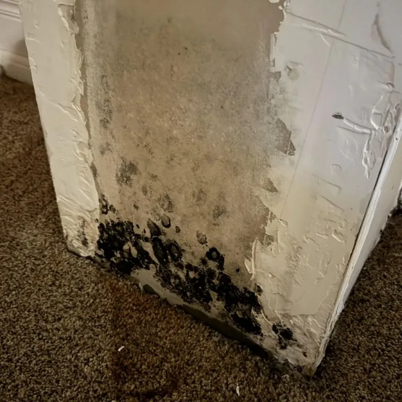 Professional Mold Removal in Springville, AL